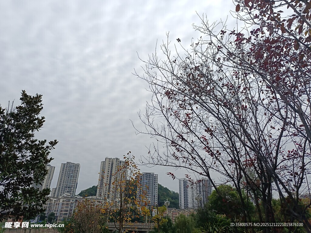 城市中的树木与高楼景观