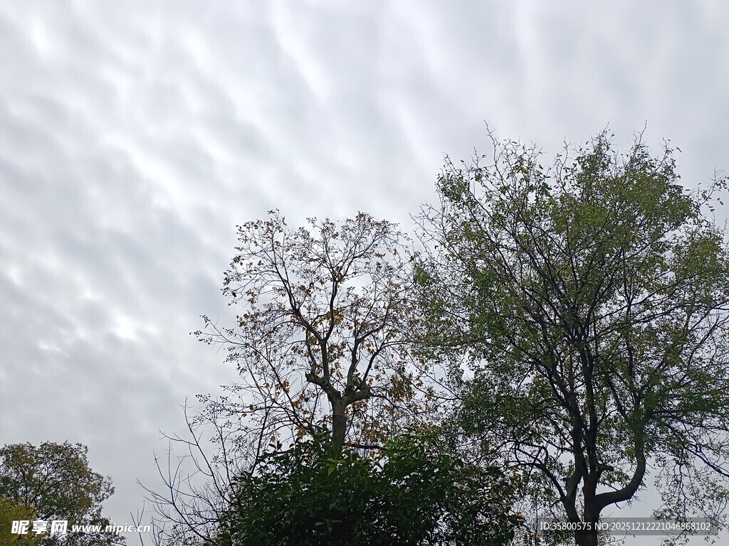 天空下的树木景致