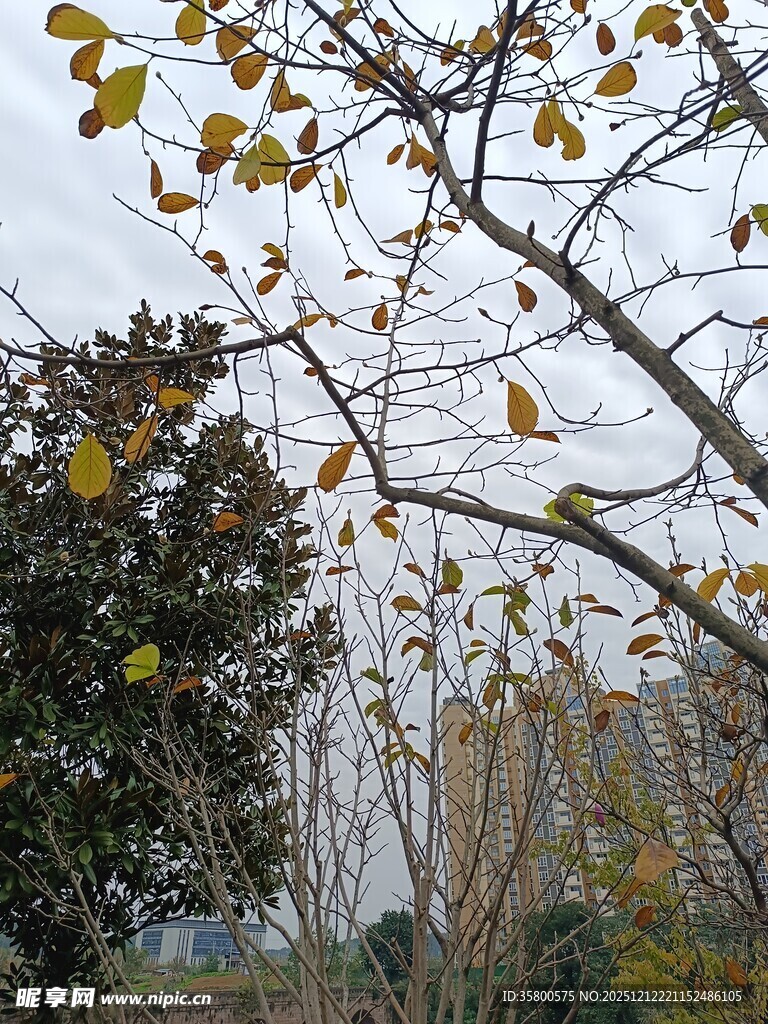 秋日枝头黄叶飘零景象