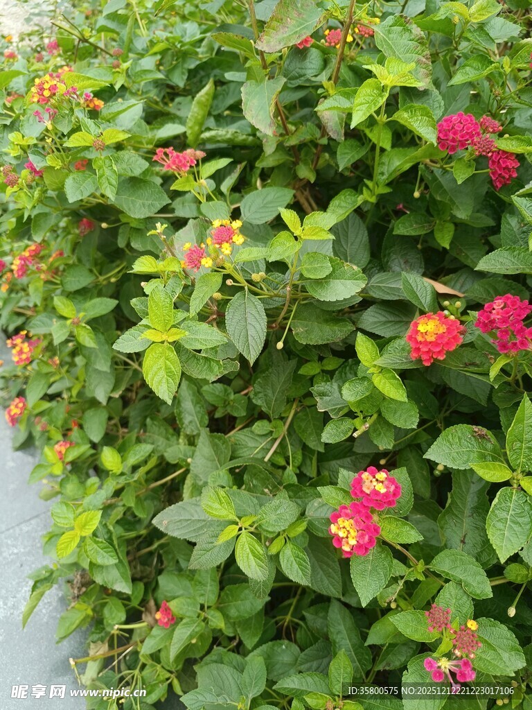 绿叶间绽放的多彩花卉