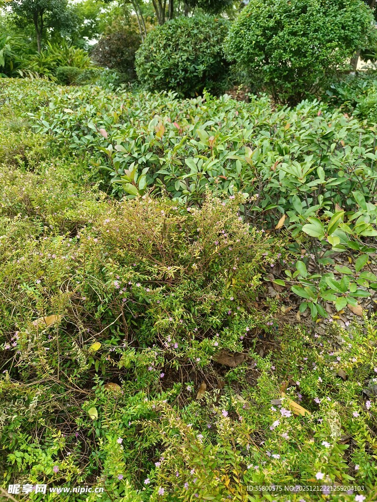 绿意盎然的繁茂植物景观