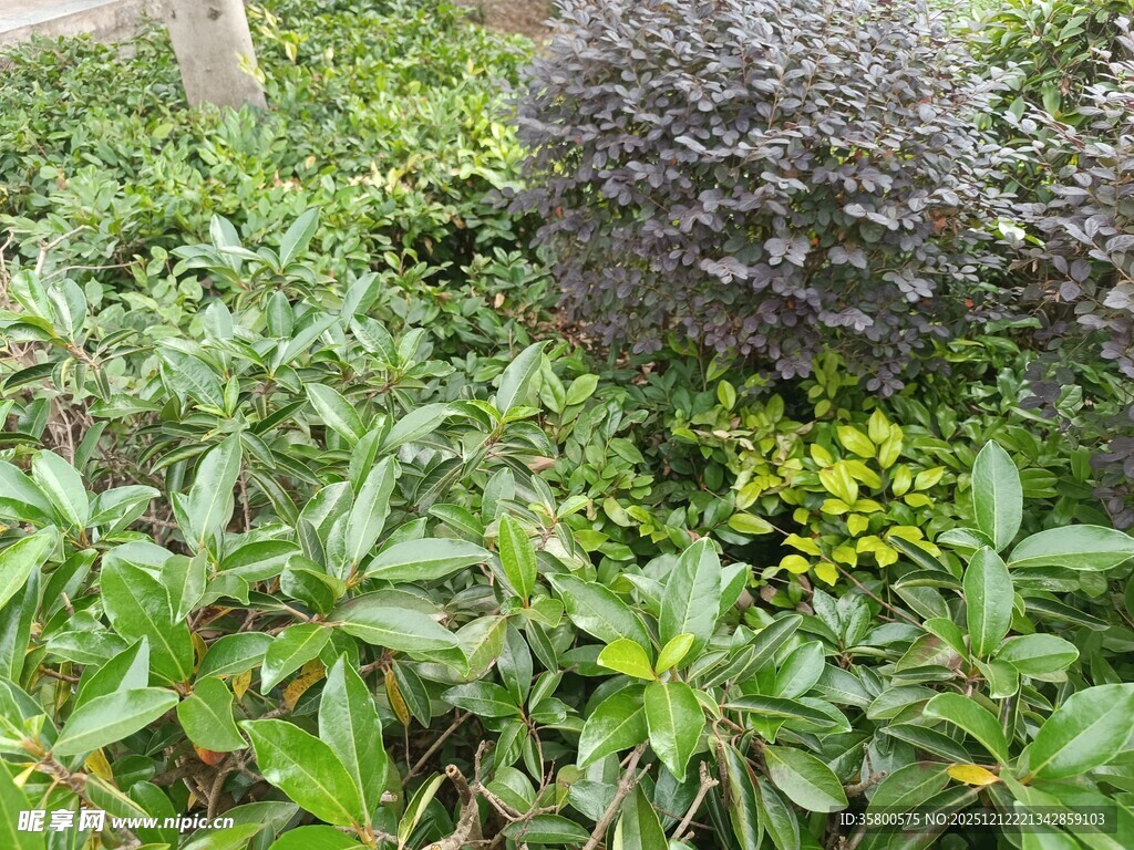 绿叶丛中紫色植物与黄果