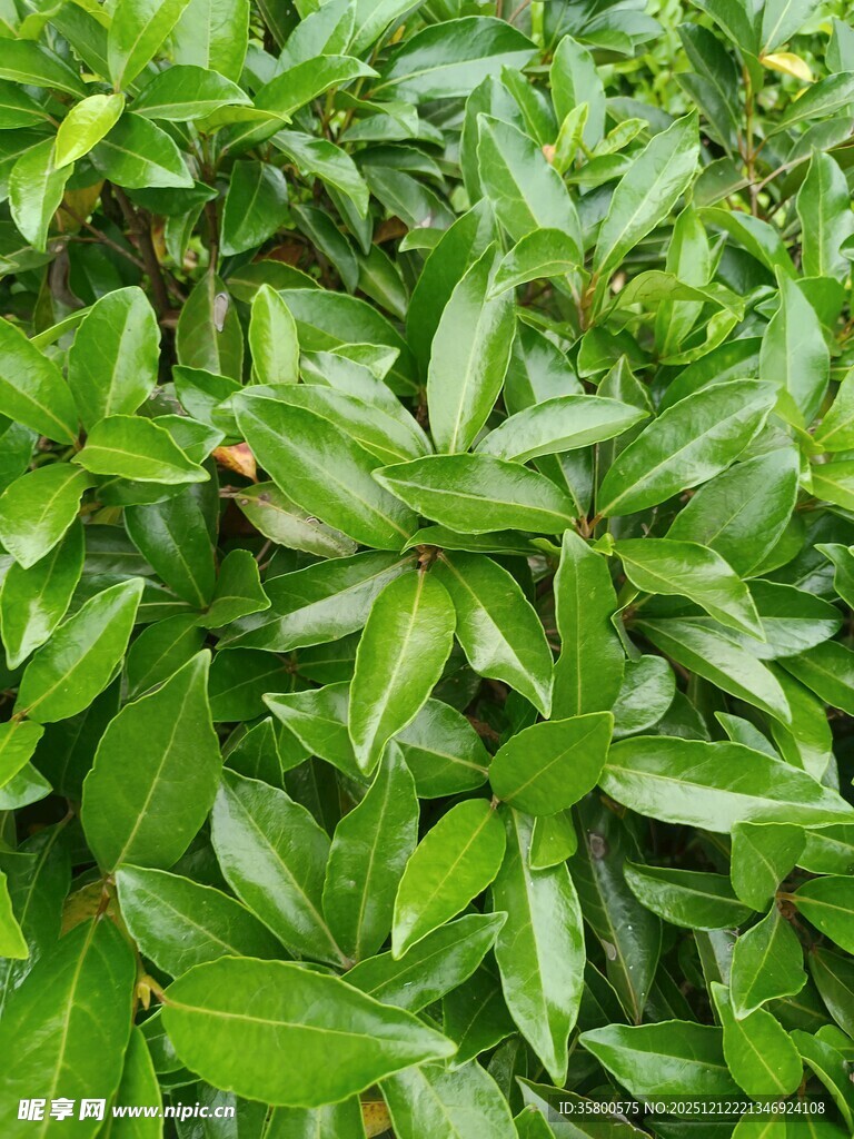 翠绿繁茂的植物叶片