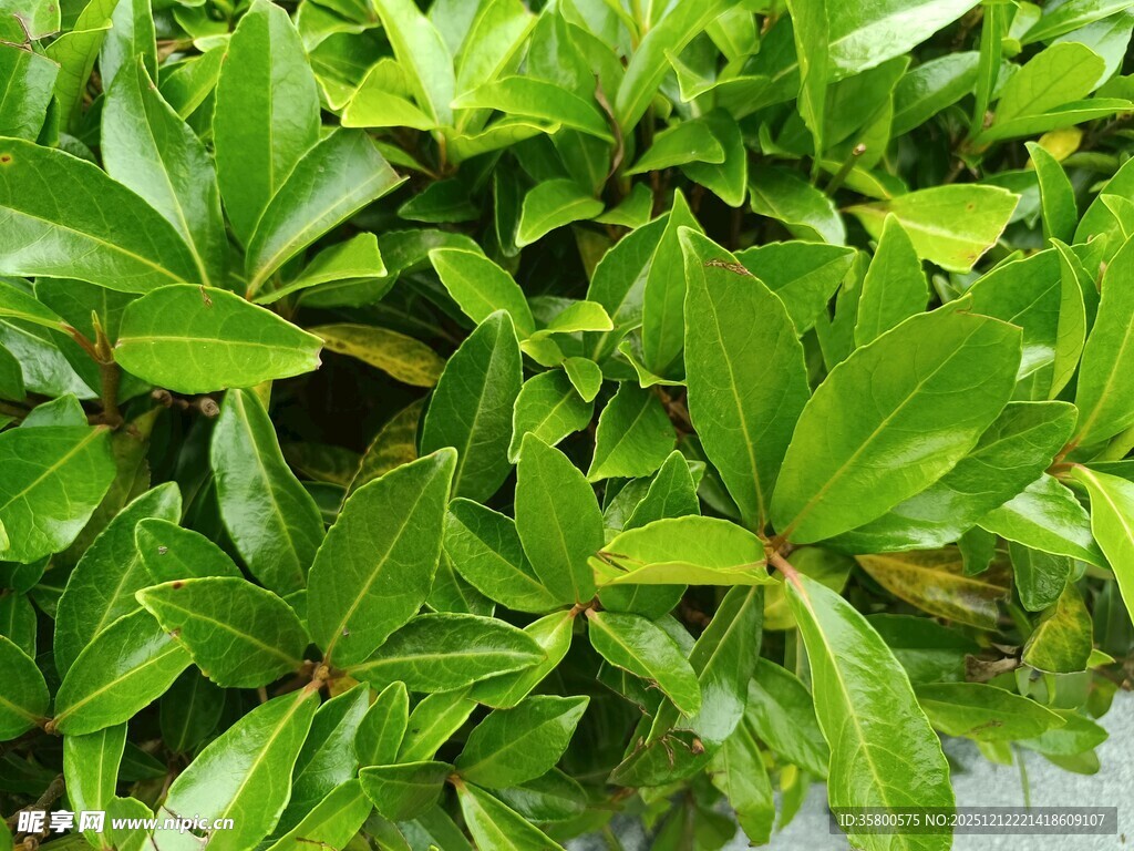 翠绿繁茂的绿植叶片