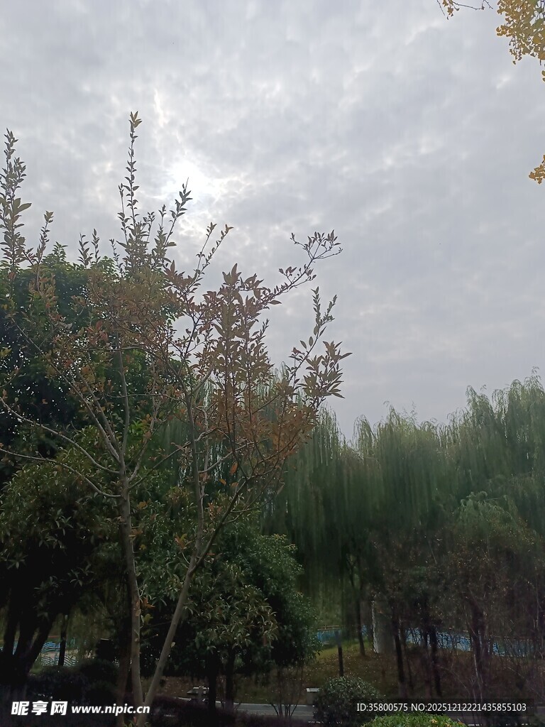 阴天中的树林景观