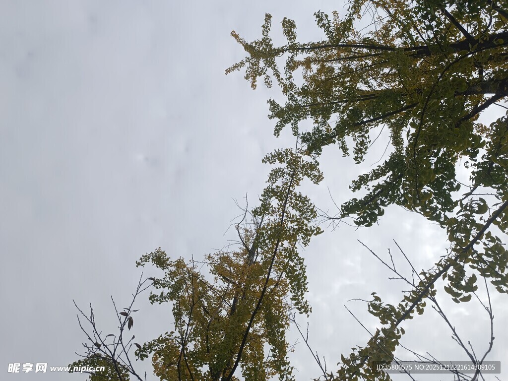 仰视视角下的树木枝叶