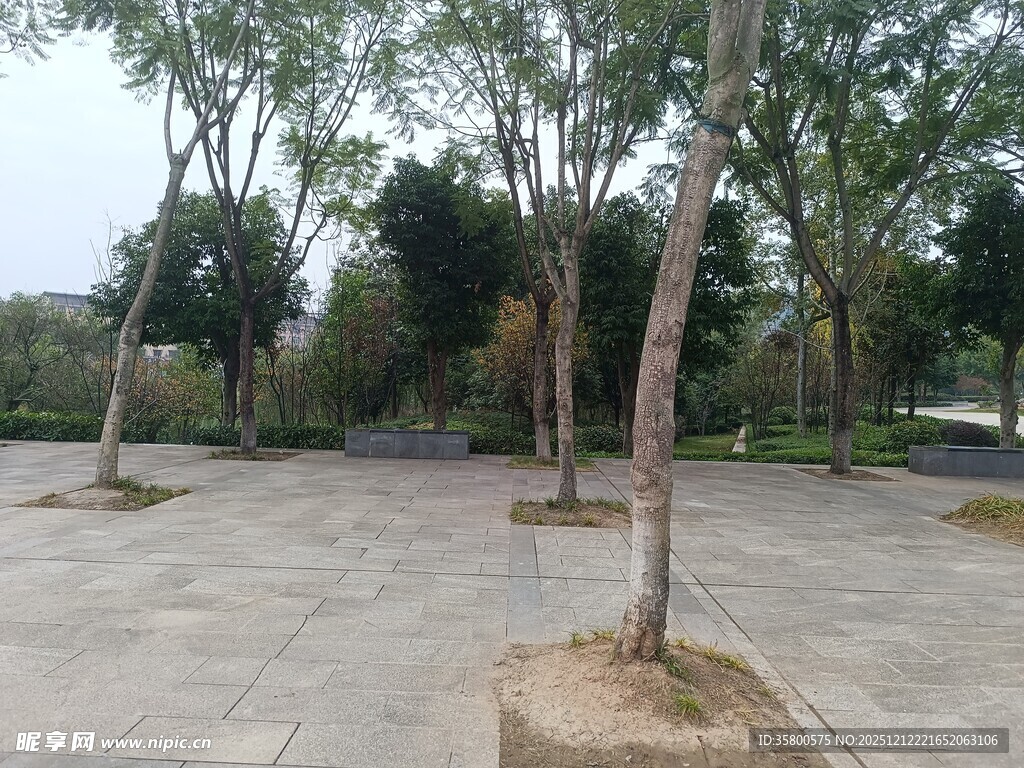 户外空旷的树木环绕场地