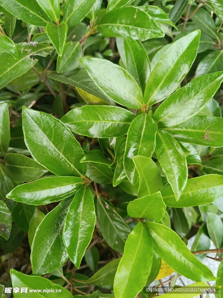 翠绿光泽的植物叶片