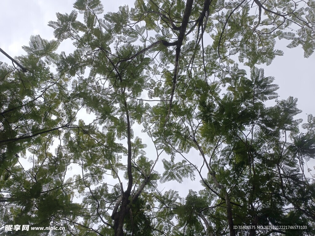 仰视茂密树林顶部景观