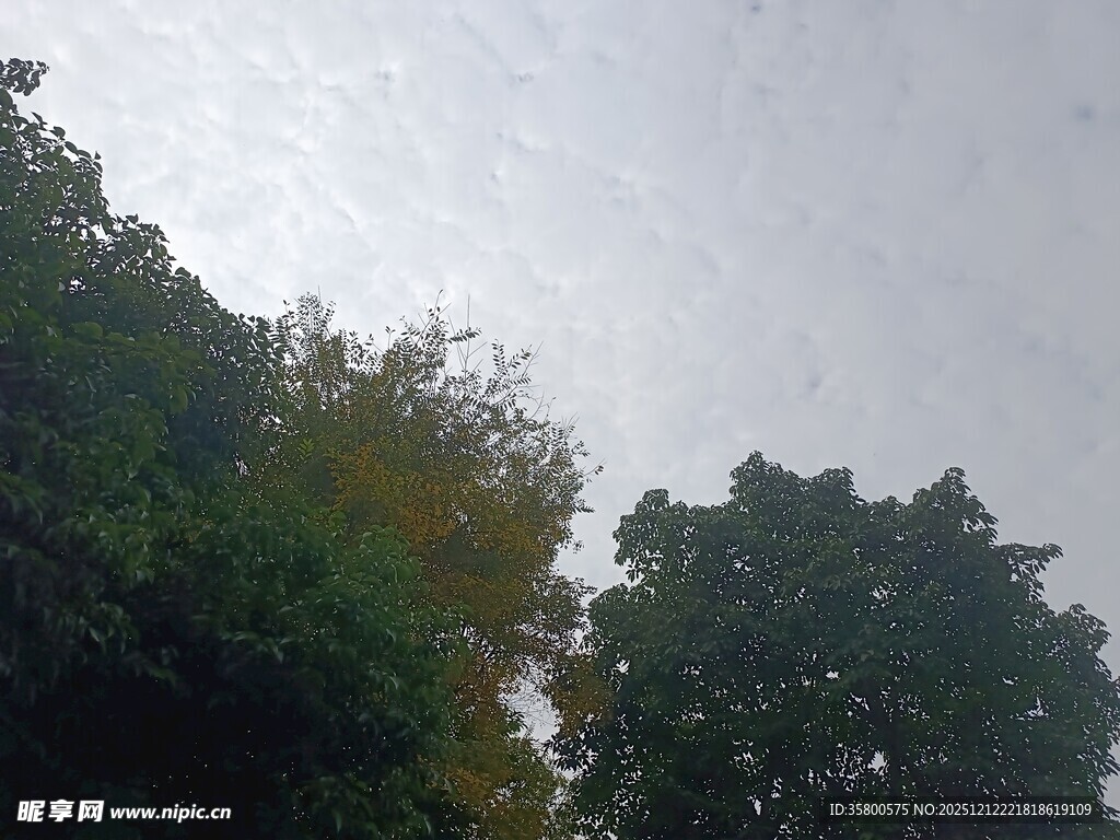 树梢之上的灰白天空