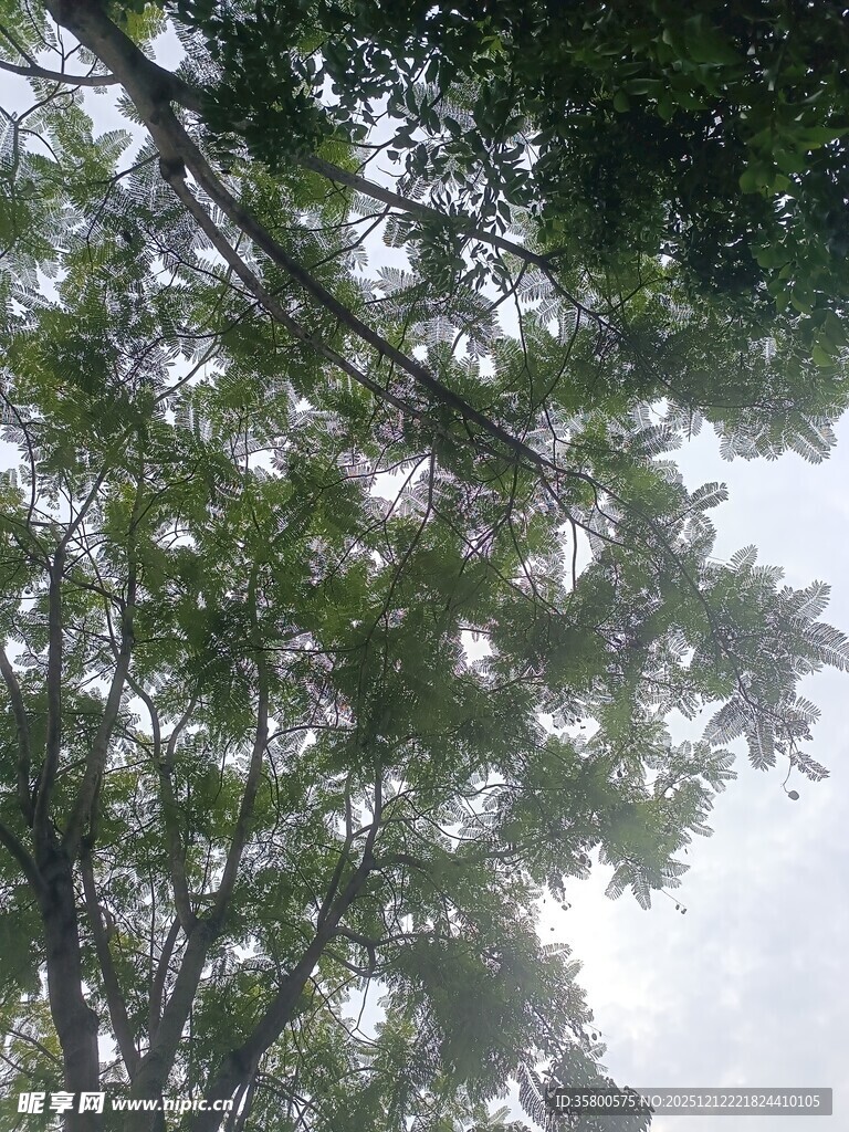 仰视繁茂绿树景观