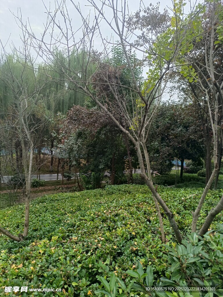 绿意盎然的园林景观