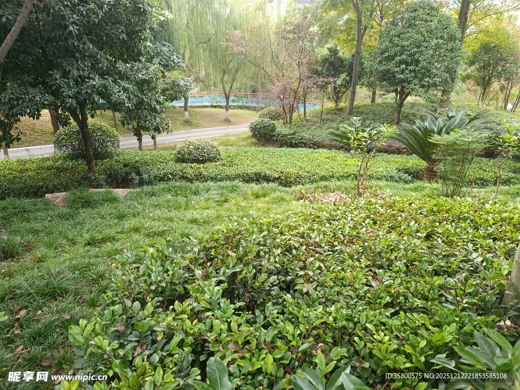 阳光照耀下的绿意盎然园林