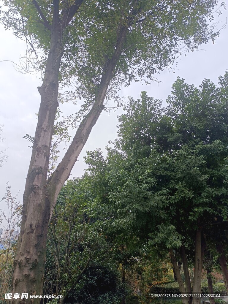 高大树木与繁茂绿植景观