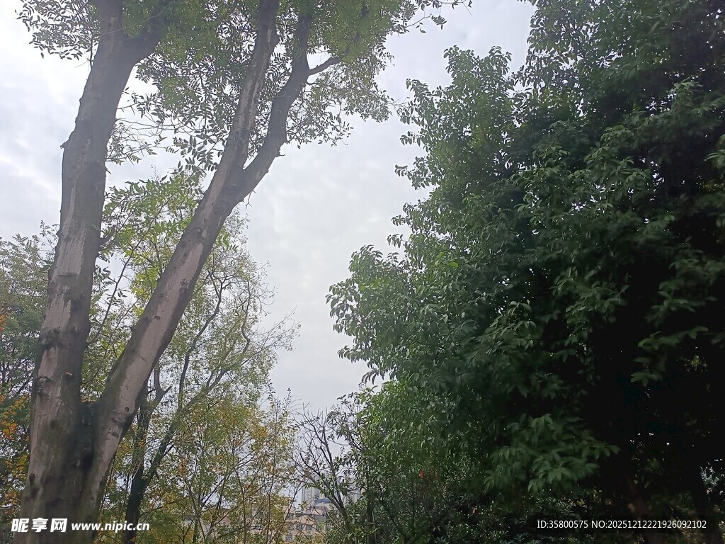 秋日林间树木景致