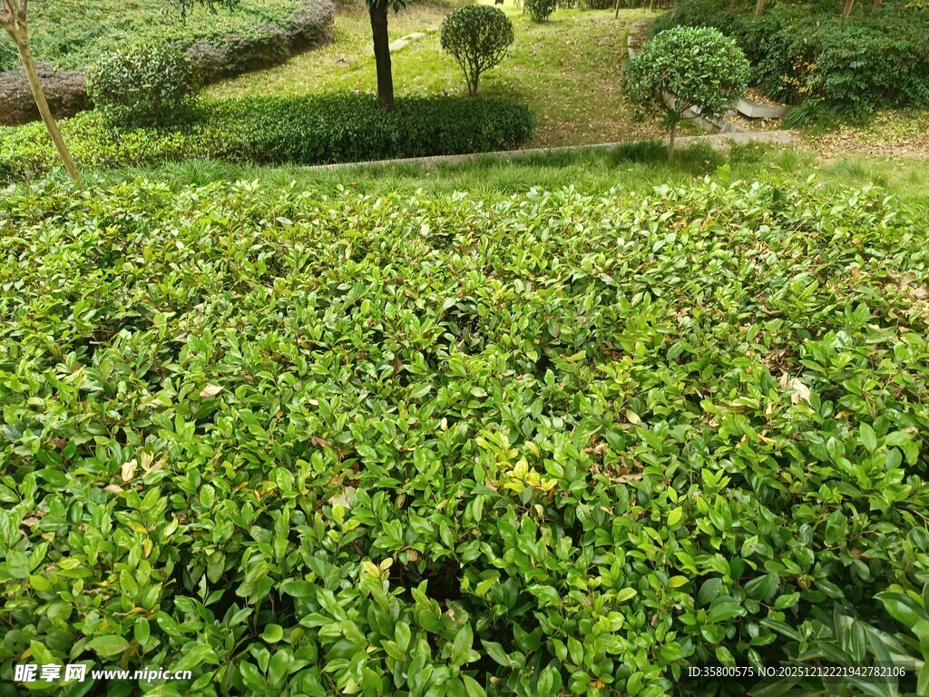 绿意盎然的灌木景观