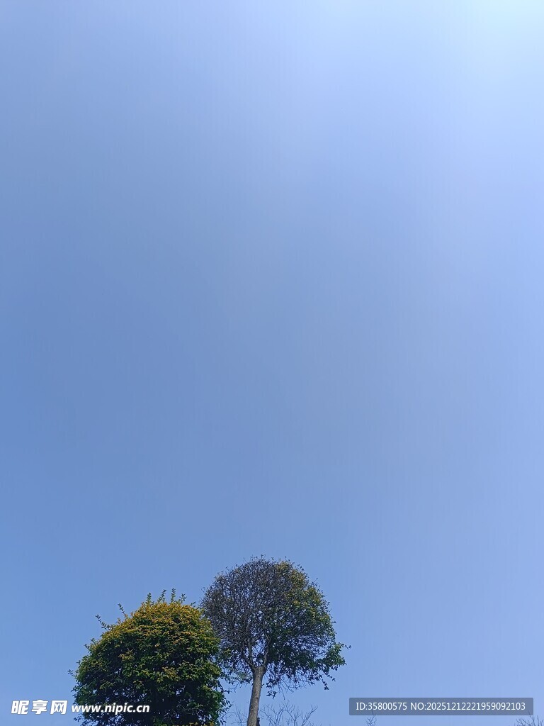 蓝天下的两棵树