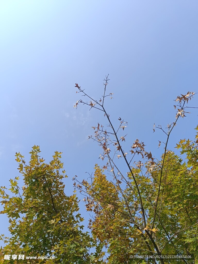 秋日树梢与蓝天