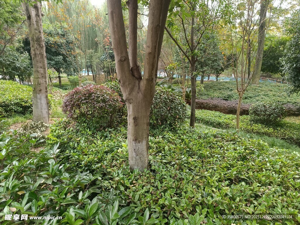 林间绿植繁茂的自然景致