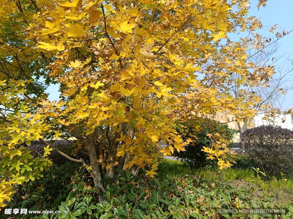 秋日金黄树木景致