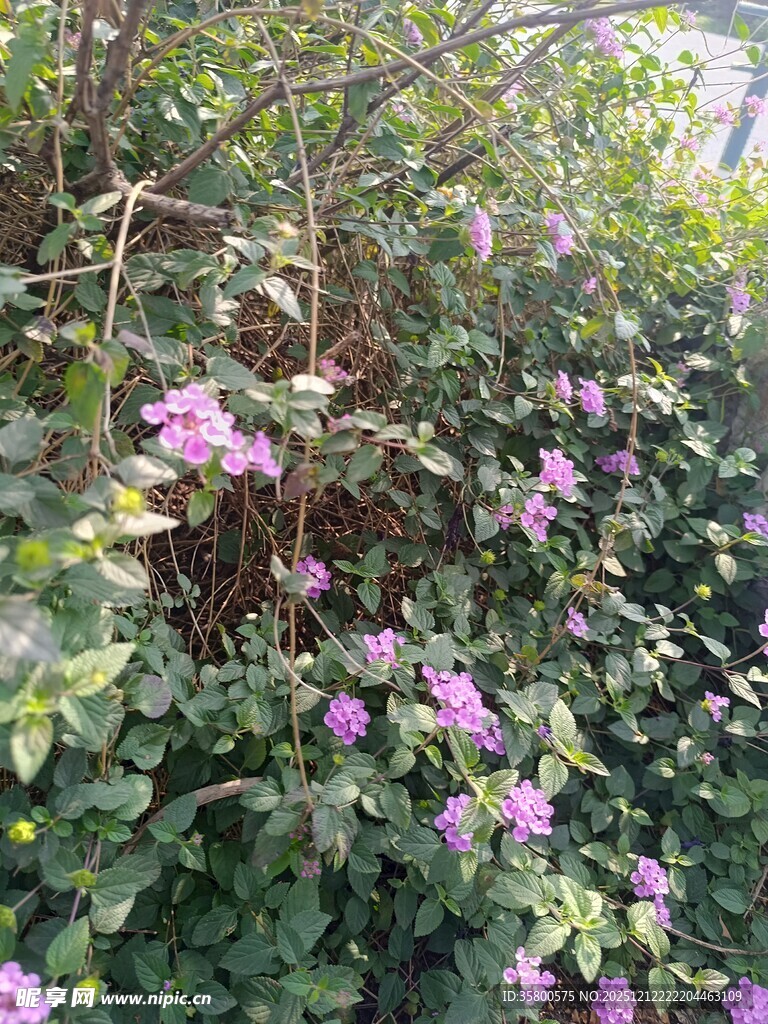 绽放的紫色花卉