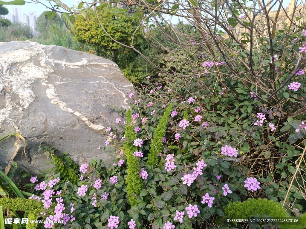 石边绽放的紫色小花