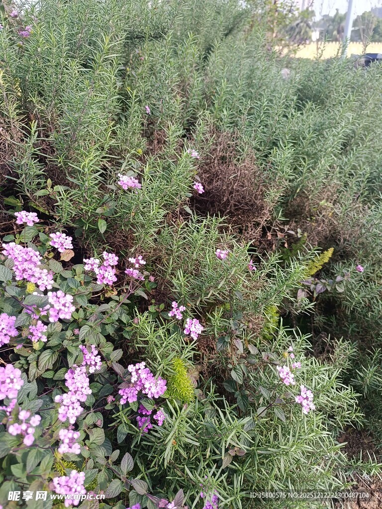 粉色小花绽放于绿植间