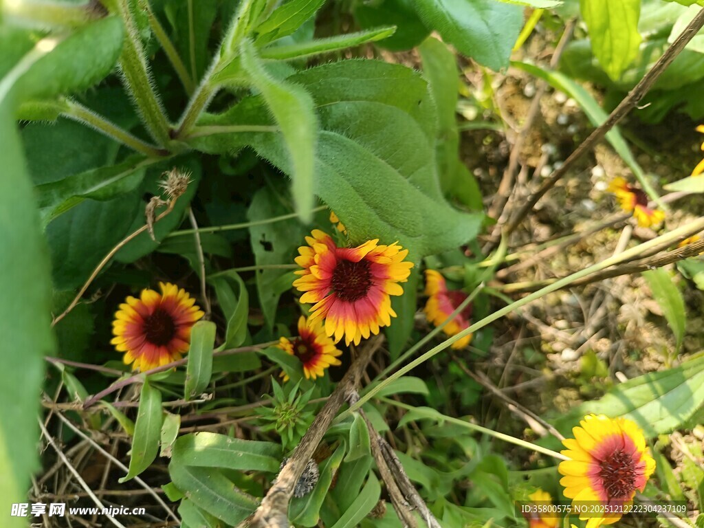 野外绽放的多彩黑心菊