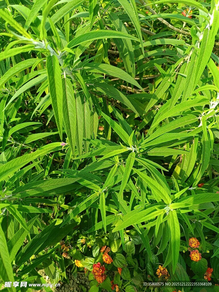 翠绿繁茂的植物景观