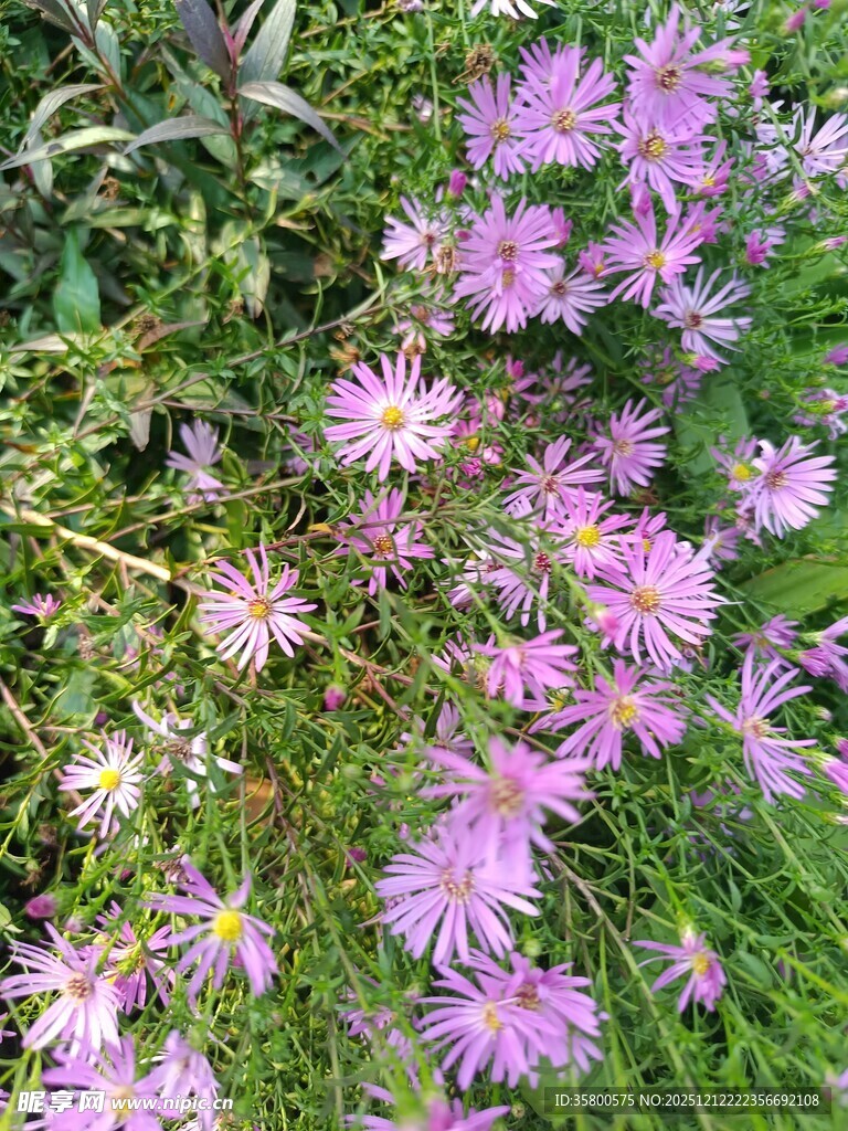 紫色雏菊绽放于绿草间