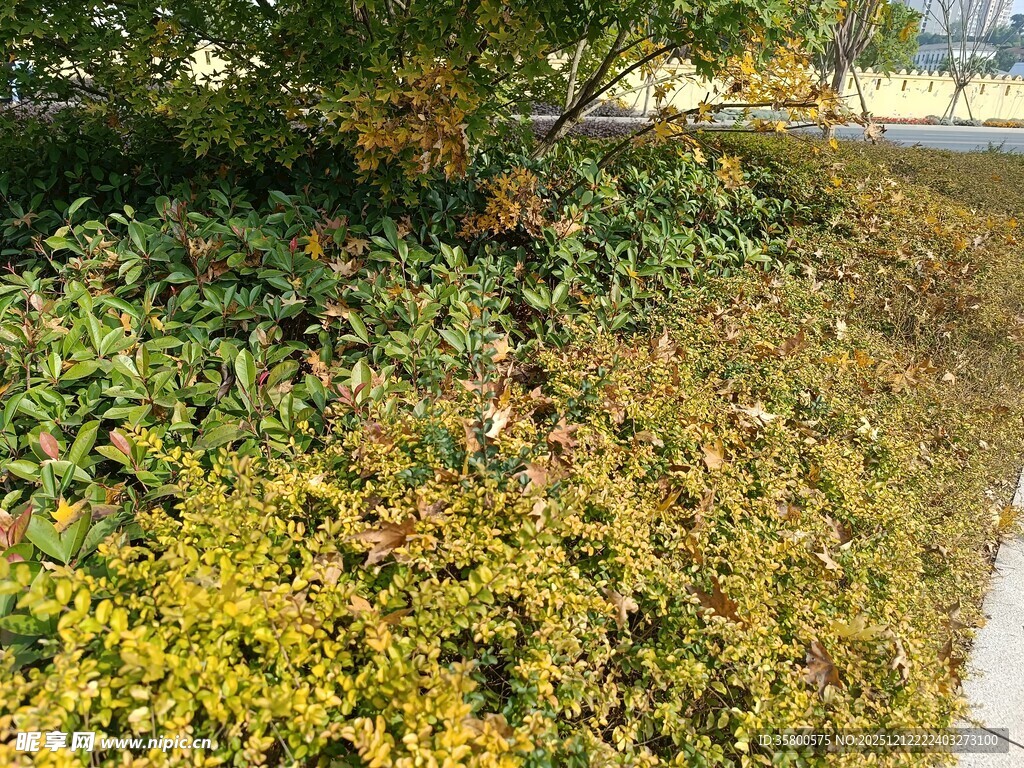 秋日斑斓灌木丛