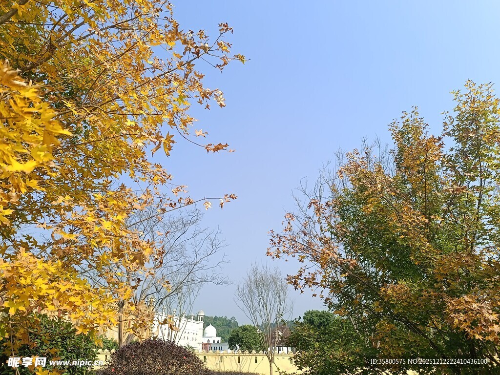 秋日斑斓树木蓝天景致