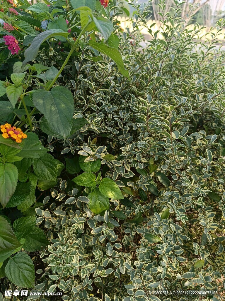 繁茂绿植中的多彩花卉