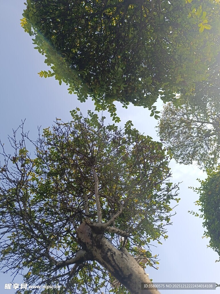 仰视繁茂树木与蓝天