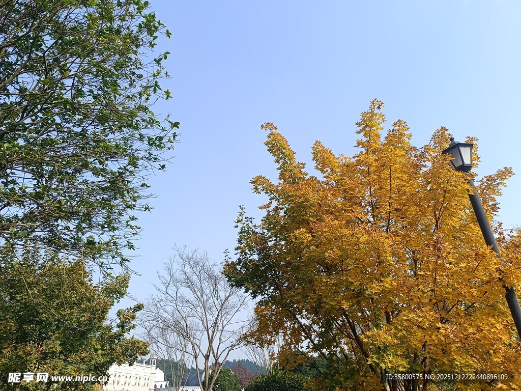 秋日金黄树木与蓝天