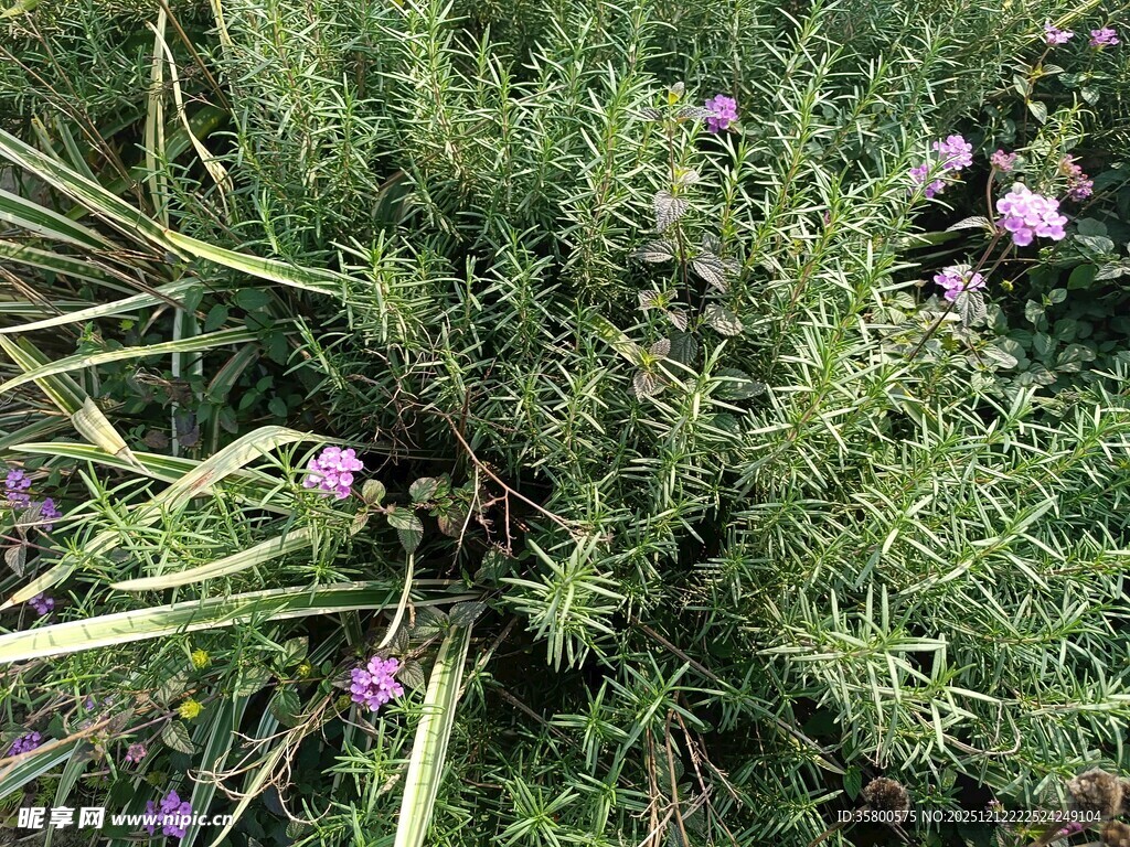 草丛中的紫色小花