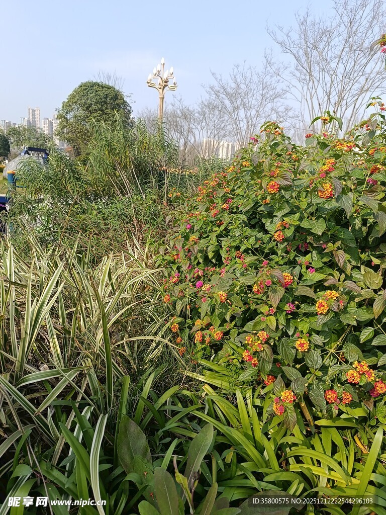 多彩植物装点的自然景致