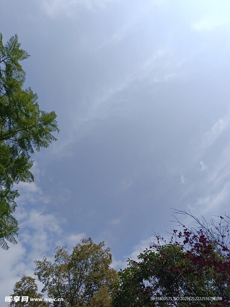 蓝天白云下的树梢景致