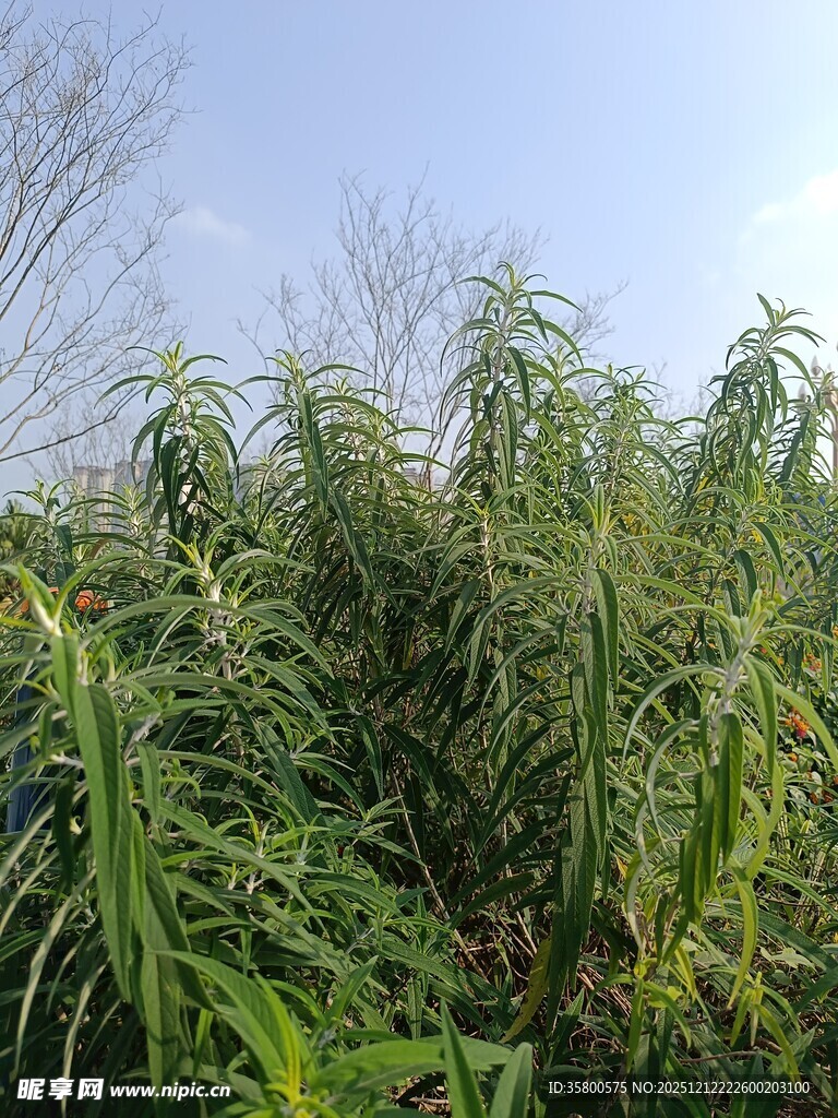 野外繁茂的绿色植物景观