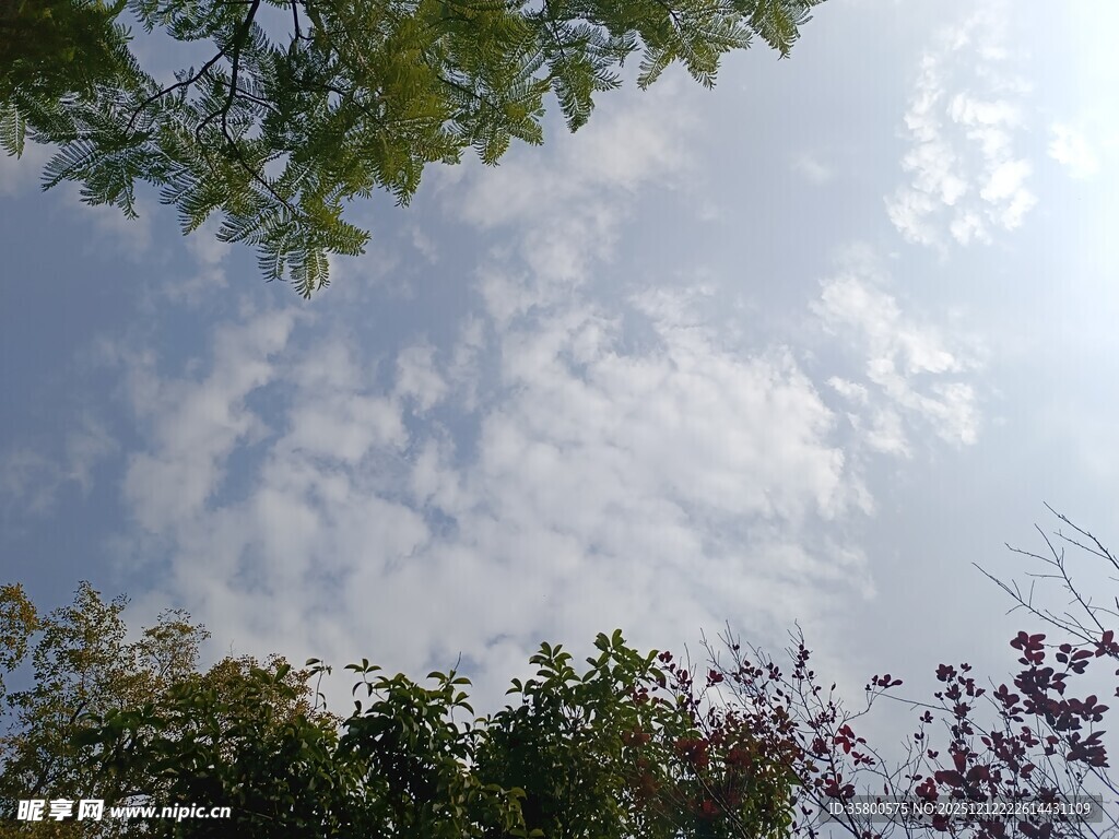 仰望天空中的绿树与白云