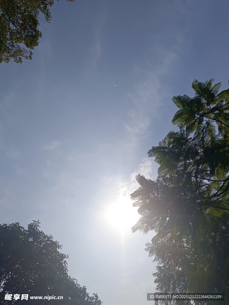 林间阳光穿透树梢美景