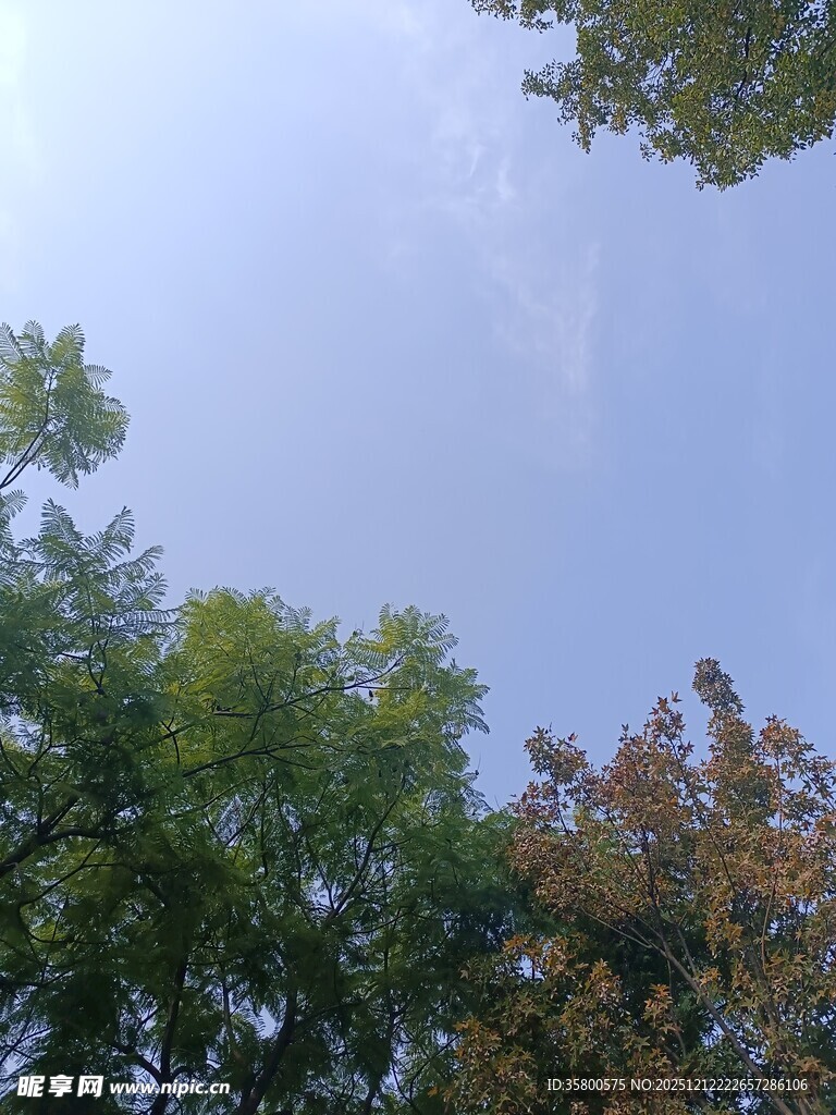 林间树梢上的朦胧天空
