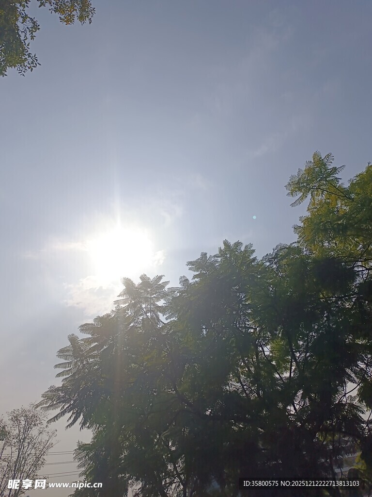 阳光透过绿树洒下美景