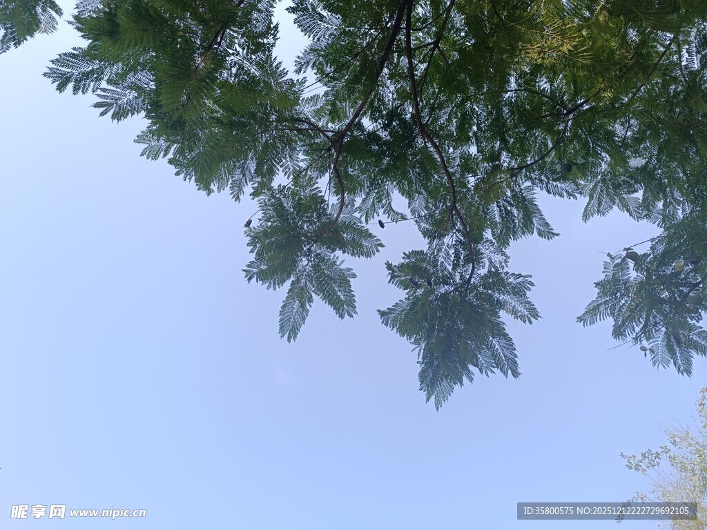 仰视枝叶间的蓝天