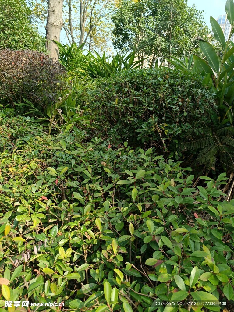 绿意盎然的繁茂绿植景观