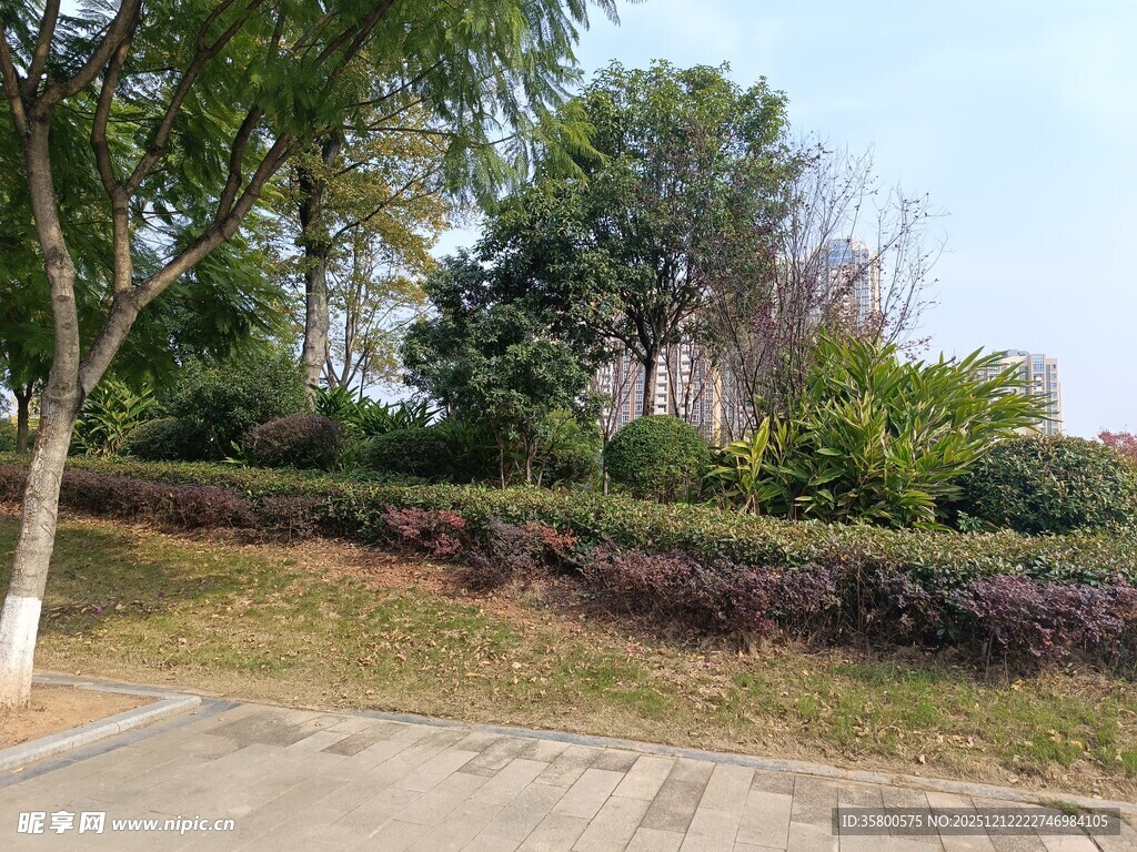 城市路边绿化带景观