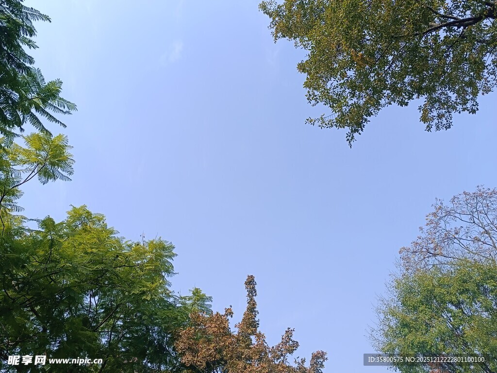 仰视绿树蓝天美景