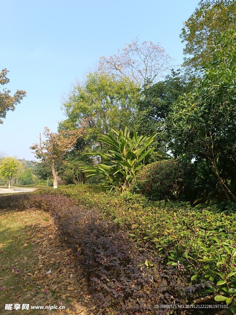 乡间小道旁的繁茂植被