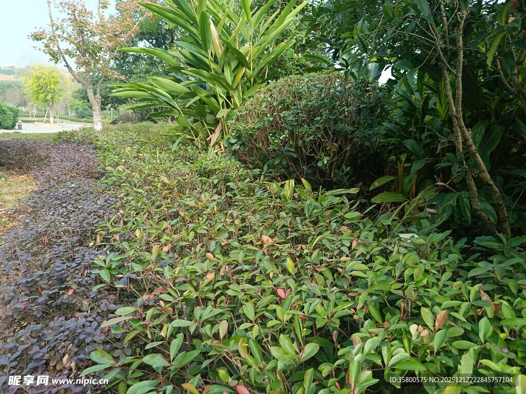 绿意盎然的户外植物景观