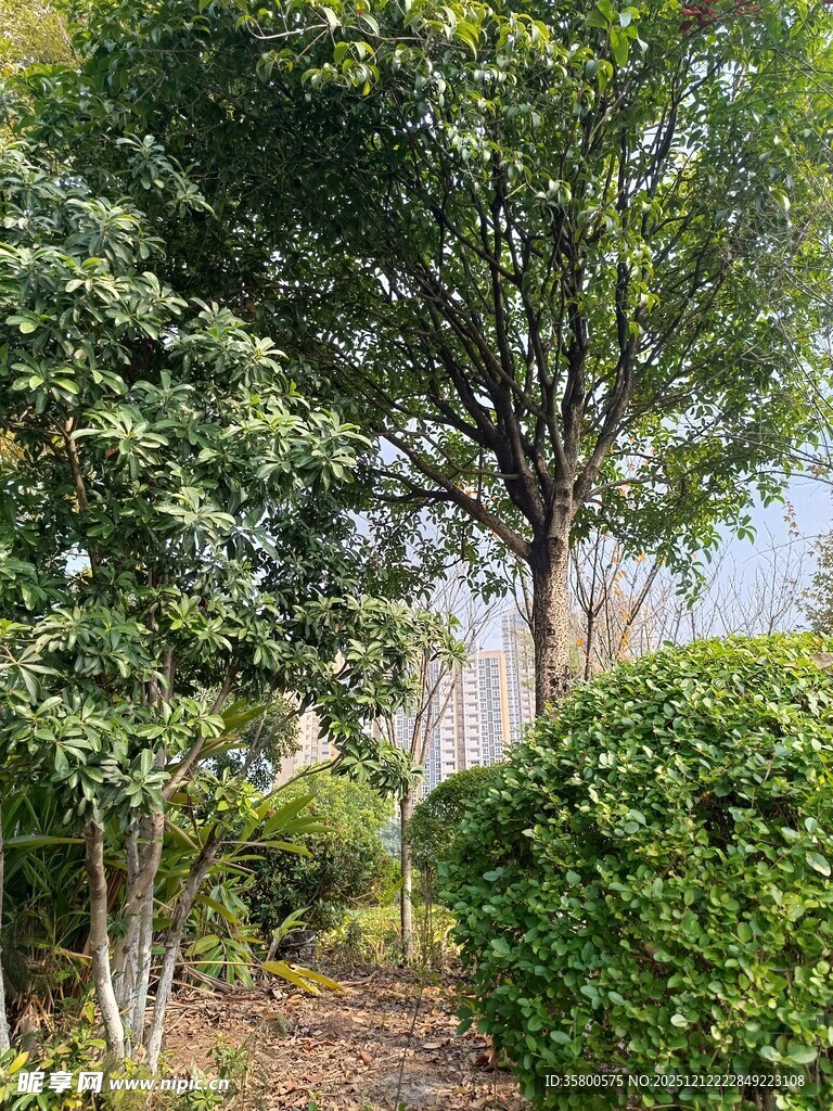 户外绿意盎然的树木景观